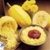 Bulk Non GMO Vegetable Spaghetti - Squash Vegetable Garden Seed