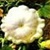 Bulk Non GMO White Bush Scallop - Squash Vegetable Garden Seed