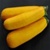 Bulk Non GMO Zucchini (Golden) - Squash Vegetable Garden Seed