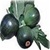 Bulk Non GMO Zucchini (Round) - Squash Vegetable Garden Seed