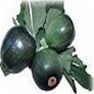 Bulk Non GMO Zucchini (Round) - Squash Vegetable Garden Seed