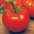 Bulk Non GMO Ace 55 - Tomato Vegetable Garden Seed