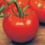 Bulk Non GMO Ace 55 - Tomato Vegetable Garden Seed
