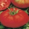 Bulk Non GMO Beefsteak - Tomato Vegetable Garden Seed