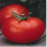Bulk Non GMO Better Boy - Tomato Vegetable Garden Seed