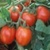 Bulk Non GMO Cherry (Large Red) - Tomato Vegetable Garden Seed