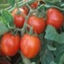 Bulk Non GMO Cherry (Large Red) - Tomato Vegetable Garden Seed