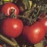 Bulk Non GMO Jet Star - Tomato Vegetable Garden Seed
