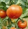 Bulk Non GMO Mountain Spring - Tomato Vegetable Garden Seed