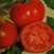 Bulk Non GMO Rutgers - Tomato Vegetable Garden Seed