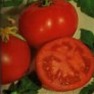 Bulk Non GMO Rutgers - Tomato Vegetable Garden Seed