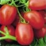 Bulk Non GMO Roma VF - Tomato Vegetable Garden Seed