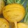 Bulk Non GMO Golden Ball - Turnip Vegetable Garden Seed