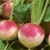 Bulk Non GMO Purple Top - Turnip Vegetable Garden Seed