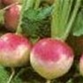 Bulk Non GMO Purple Top - Turnip Vegetable Garden Seed