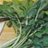 Bulk Non GMO Seven Top - Turnip Vegetable Garden Seed