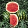 Bulk Non GMO Crimson Sweet - Watermelon Vegetable Garden Seed