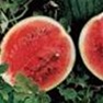 Bulk Non GMO Sugar Baby - Watermelon Vegetable Garden Seed