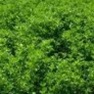 Buy Premium Quality Alfalfa (Vernal) - Bulk Clover Grass Seed Online