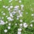 Buy  Premium Quality Chicory - Bulk Clover Grass Seed Online