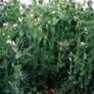 Buy Premium Quality Forage Peas - Bulk Clover Grass Seed Online