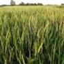Buy Premium Quality Field Rye - Bulk Clover Grass Seed Online