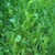 Buy High-Quality Great Lakes Wildlife Mix - Bulk Clover Grass Seed