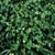 Buy Premium Quality Ladino Clover - Bulk Clover Grass Seed Online