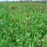 Buy Premium Quality Pasture Mix - Bulk Clover Grass Seed Online