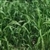 Buy High-Quality Sorghum - Sudangrass - Bulk Clover Grass Seed Online