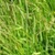 Bulk Timothy Perennial Clover Grass Seeds For Sale Online