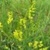 Buy High-Quality Yellow Blossom Clover - Bulk Clover Grass Seed Online